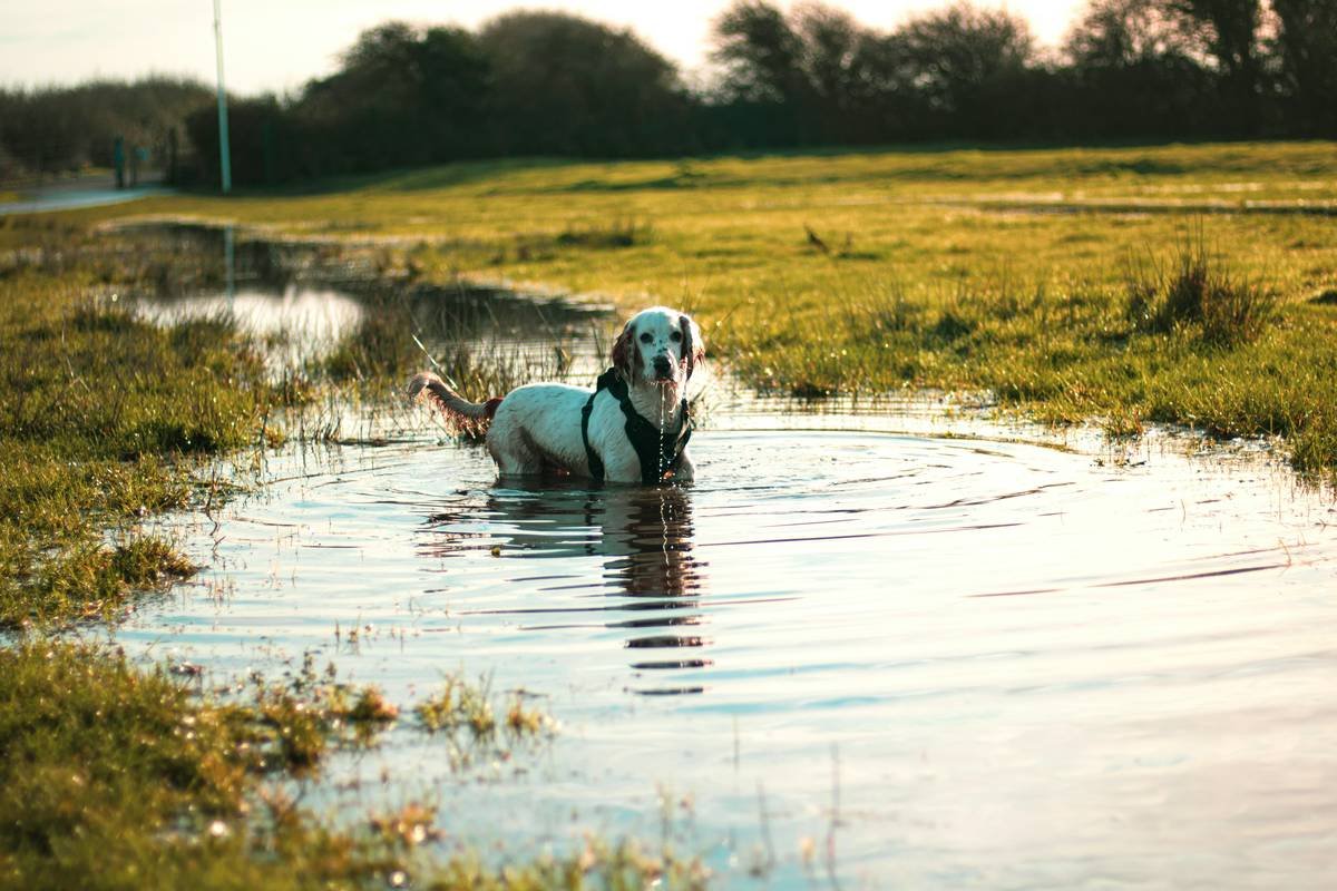 Storm Flood Pet Insurance Coverage: Protect Your Furry Friends from the Elements
