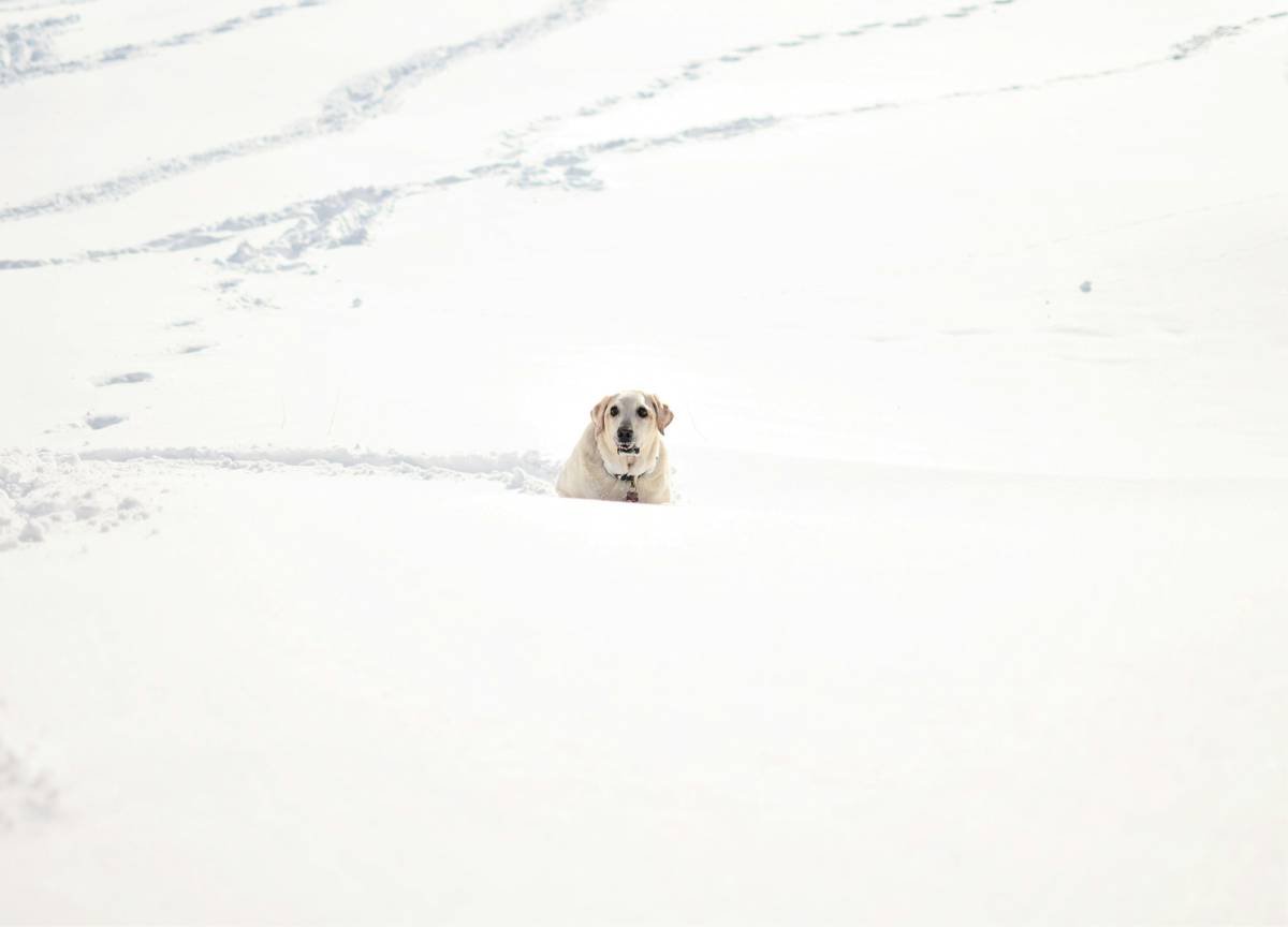 Bar chart showing 62% of pet owners lack storm-specific insurance; 28% faced unexpected vet bills after floods; 10% had full coverage
