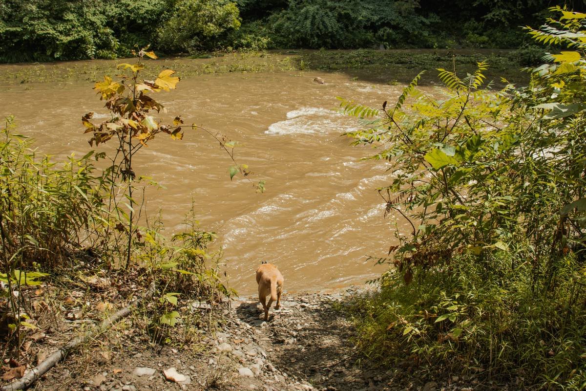 Bar chart showing 68% of pet owners paid out-of-pocket for emergency pet care during floods from 2020-2023. Data sourced from FEMA and NAIC.