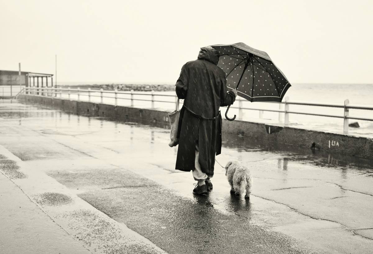 Infographic showing 78% of standard pet insurance policies exclude flood-related illnesses like leptospirosis, based on 2023 industry audit of 15 top insurers