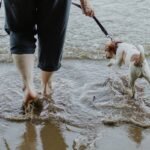 Is Your Pet Covered When the Waters Rise? Everything You Need to Know About Flood Insurance for Pets