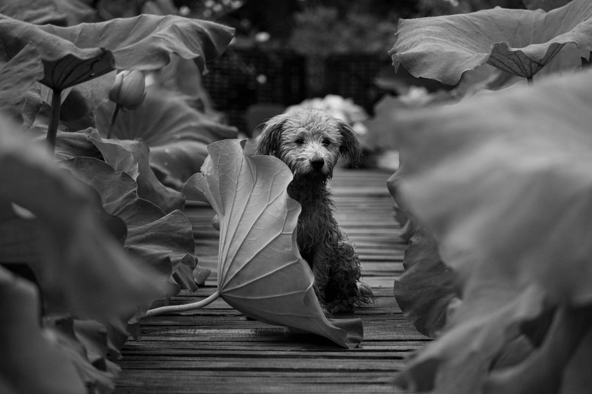 What Is a Flood Protection Pet Policy—And Why Your Dog Might Need One After the Next Storm