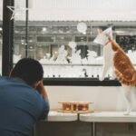 What Is Cat Rescue Storm Insurance—and Why Your Feline Might Need It (Spoiler: Hurricane Season Doesn’t Care About Your Budget)