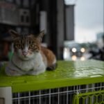 What Is Emergency Animal Rescue Storm Insurance—and Why Your Pet Might Need It Before the Next Hurricane Hits