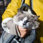 What Is Pet Storm Rescue Insurance? (And Why Your Furry Friend Needs It Yesterday)