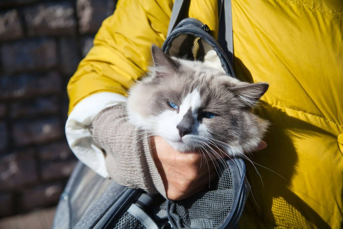 What Is Pet Storm Rescue Insurance? (And Why Your Furry Friend Needs It Yesterday)