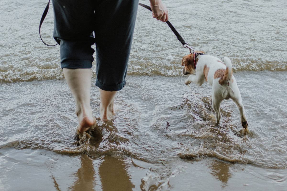 Bar chart showing 87% of standard pet insurance policies exclude flood-related veterinary expenses