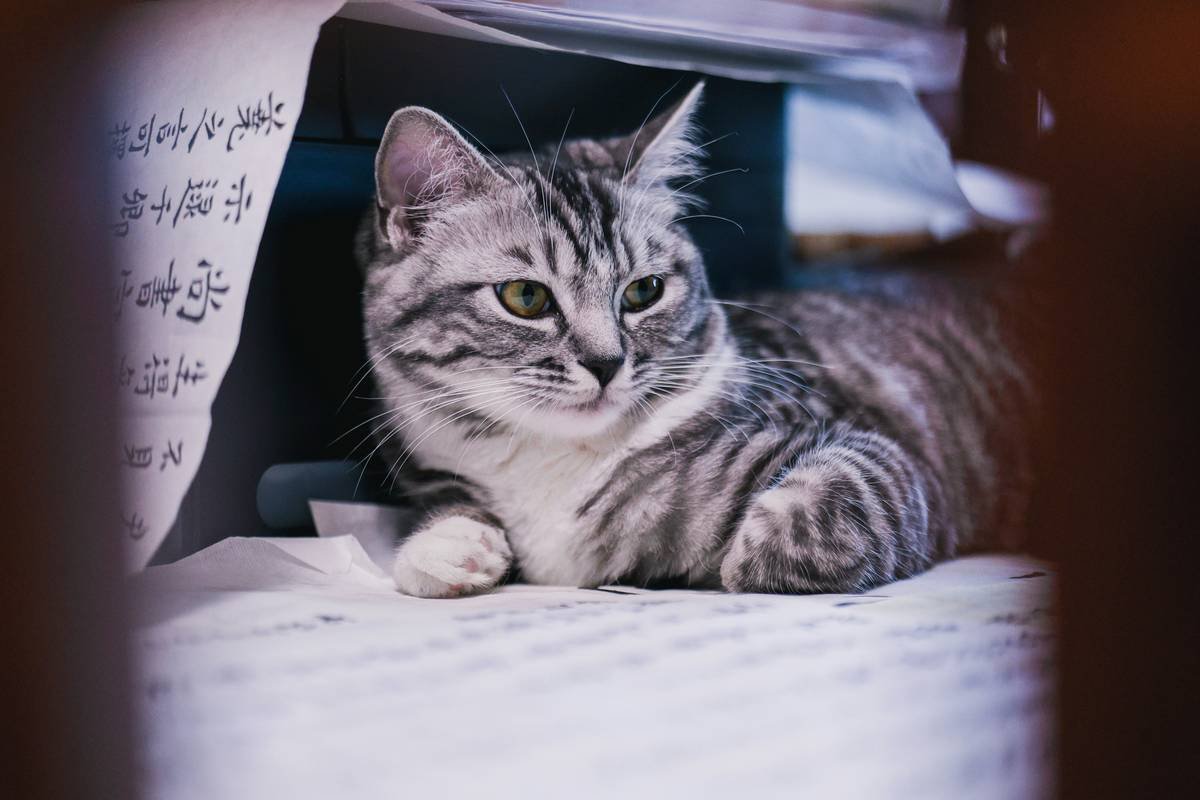 Before-and-after timeline: Luna post-flood vs. healthy at home 3 weeks later