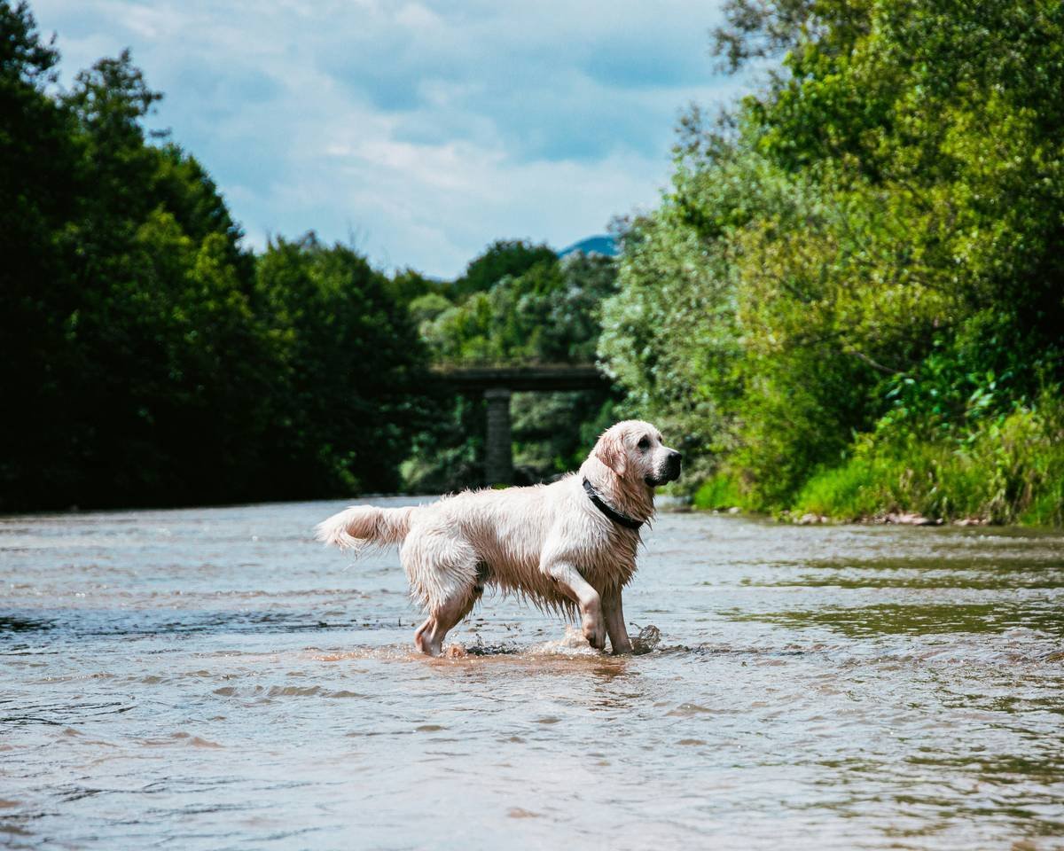 Chart comparing 5 major pet insurers and their flood-related coverage options: Trupanion (emergency boarding add-on), Embrace (accident coverage during disasters), Nationwide (evacuation expense rider), Lemonade (excludes floods), Healthy Paws (excludes natural disasters)