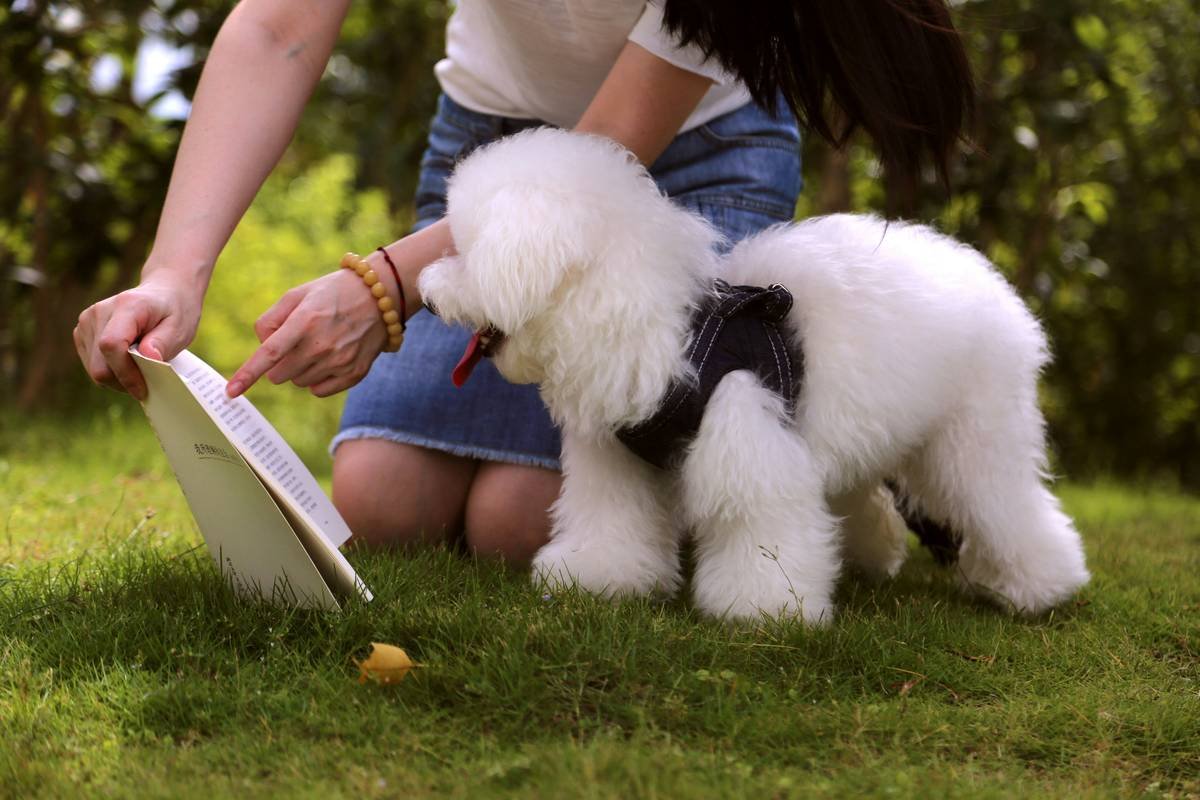 Comparison table: Lemonade Pet vs. Trupanion vs. Nationwide storm rescue coverage limits, exclusions, and add-on costs