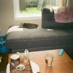 Does Your Cat Need Flood Insurance? Yes—And Here’s How to Get It Right for Your Pet
