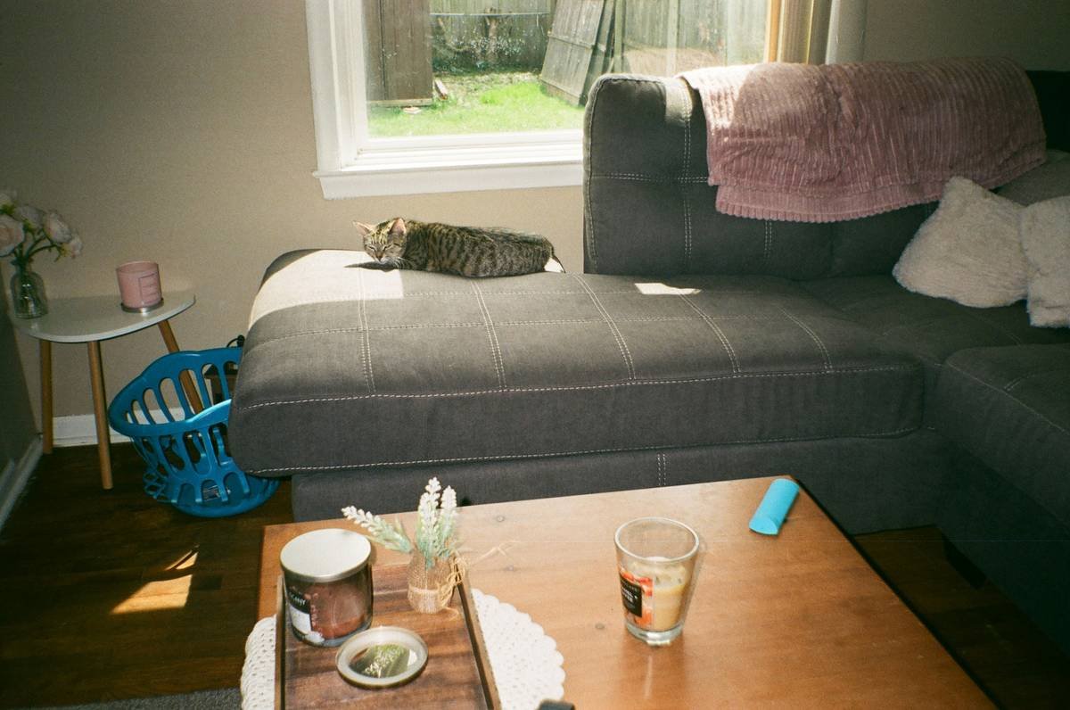 Does Your Cat Need Flood Insurance? Yes—And Here’s How to Get It Right for Your Pet