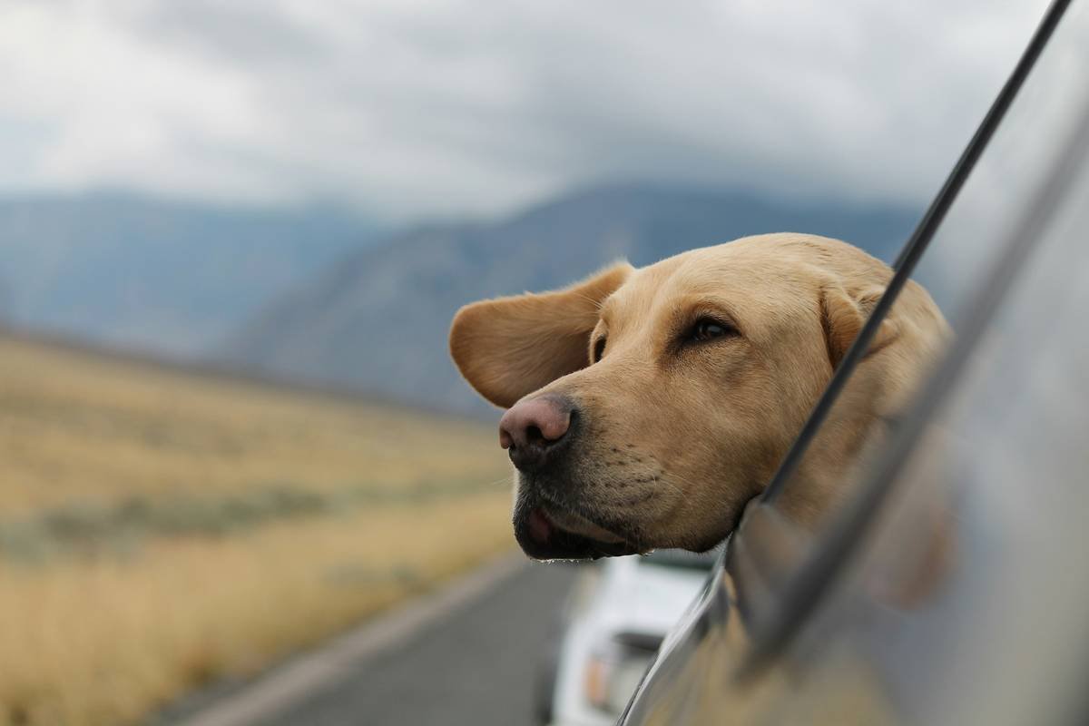 Does Your Pup Need Flood Insurance? Here’s What “Flood Insurance Dog Pet” Really Means (And Why Most Owners Get It Wrong)