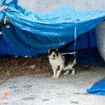 Is Your Furry Friend Covered? The Truth About Pet Storm Flood Insurance Coverage