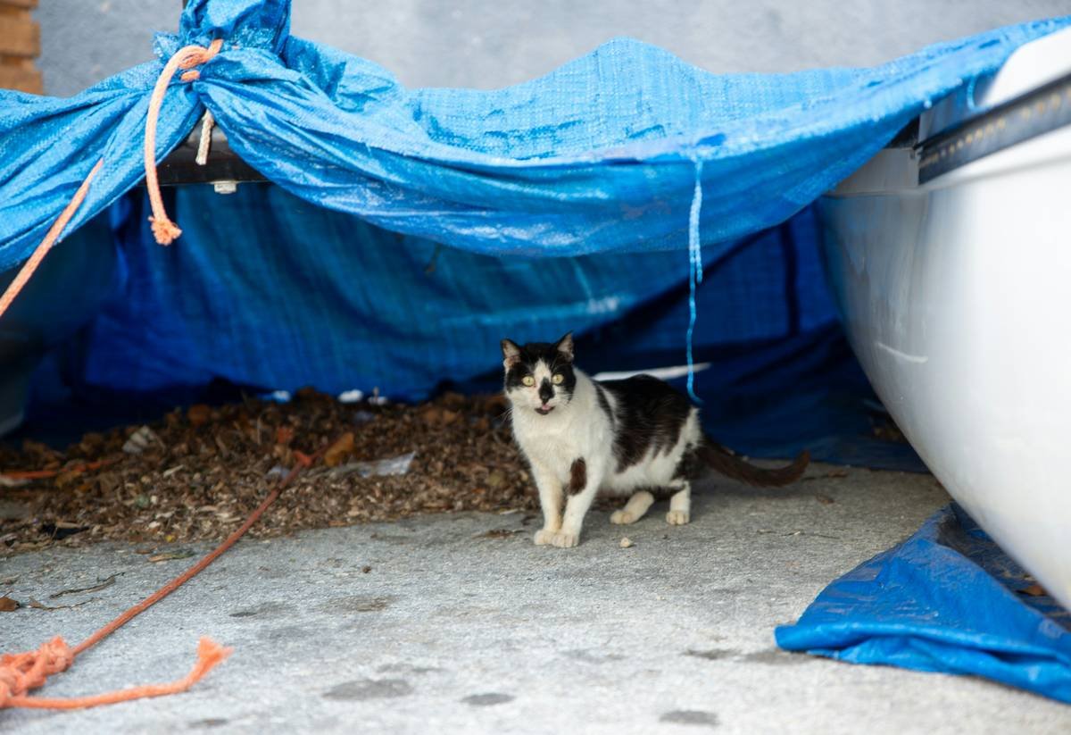 Is Your Furry Friend Covered? The Truth About Pet Storm Flood Insurance Coverage