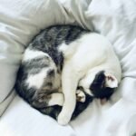 Is Your Pet Covered When the Skies Open? The Truth About Flood and Storm Pet Insurance