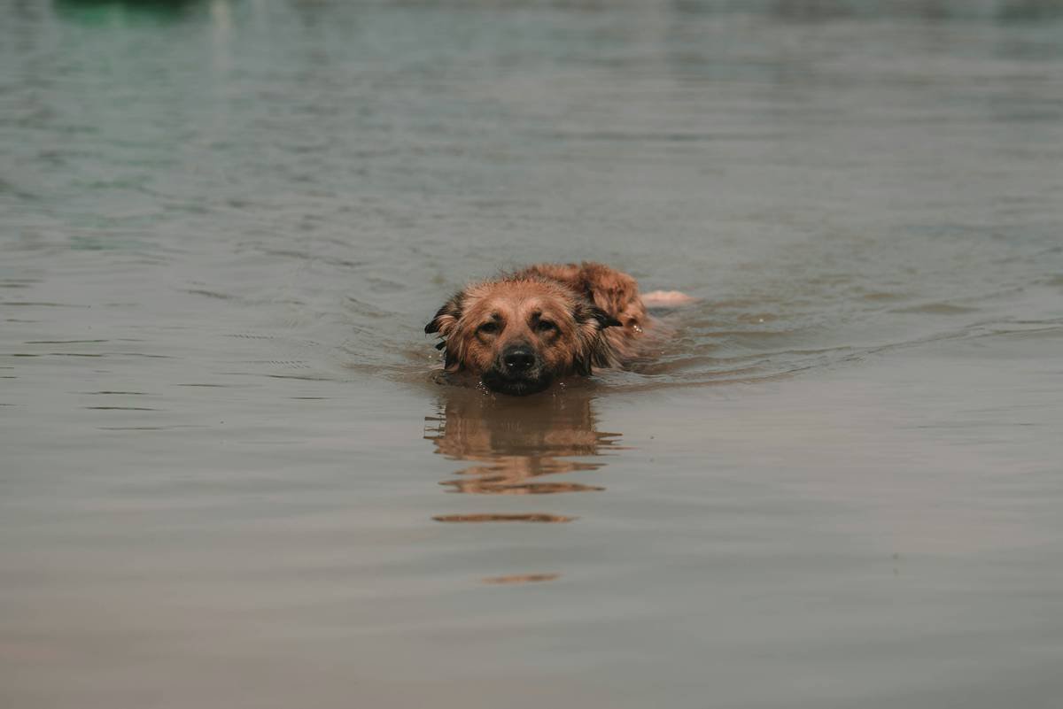 Is Your Pet Covered? Why Storm and Flood Pet Insurance Isn’t Optional Anymore