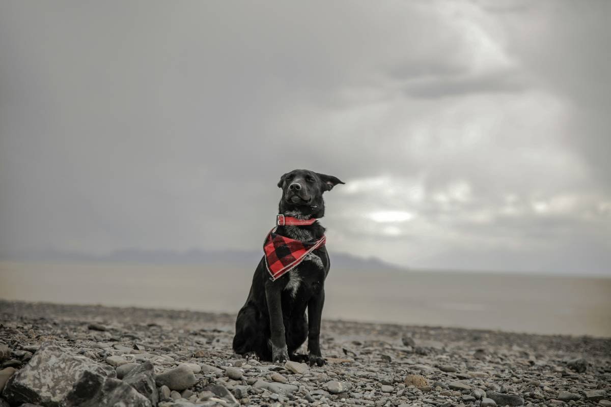 Infographic comparing standard pet insurance vs. storm animal rescue insurance: standard covers accidents/illnesses only; storm rescue add-ons cover evacuation, emergency boarding, lost pet recovery, and trauma care