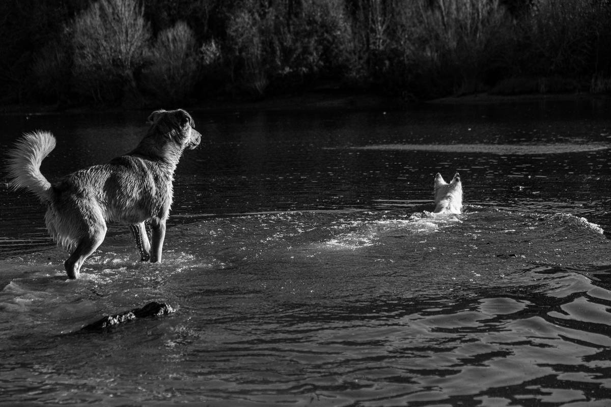 What Every Pet Owner Needs to Know About Pet Flood Insurance Coverage Storm Risks