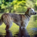 What Happens to Your Pet When the Sky Falls? Navigating Animal Rescue Emergency Storm Scenarios with Smart Insurance