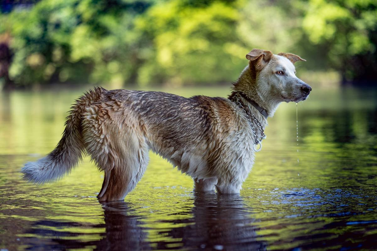 What Happens to Your Pet When the Sky Falls? Navigating Animal Rescue Emergency Storm Scenarios with Smart Insurance