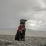What Happens When Fido Needs a Helicopter? Understanding Rescue Fees in Pet Storm Insurance