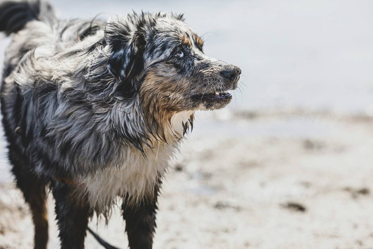What Is Emergency Rescue Insurance Pet Storm—and Why Your Furry Friend Needs It Yesterday