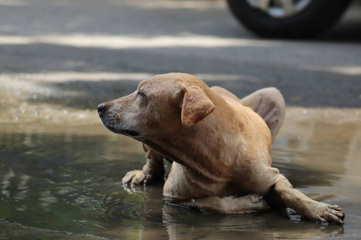What Is Flood Loss Pet Insurance—and Why Your Furry Family Member Might Need It