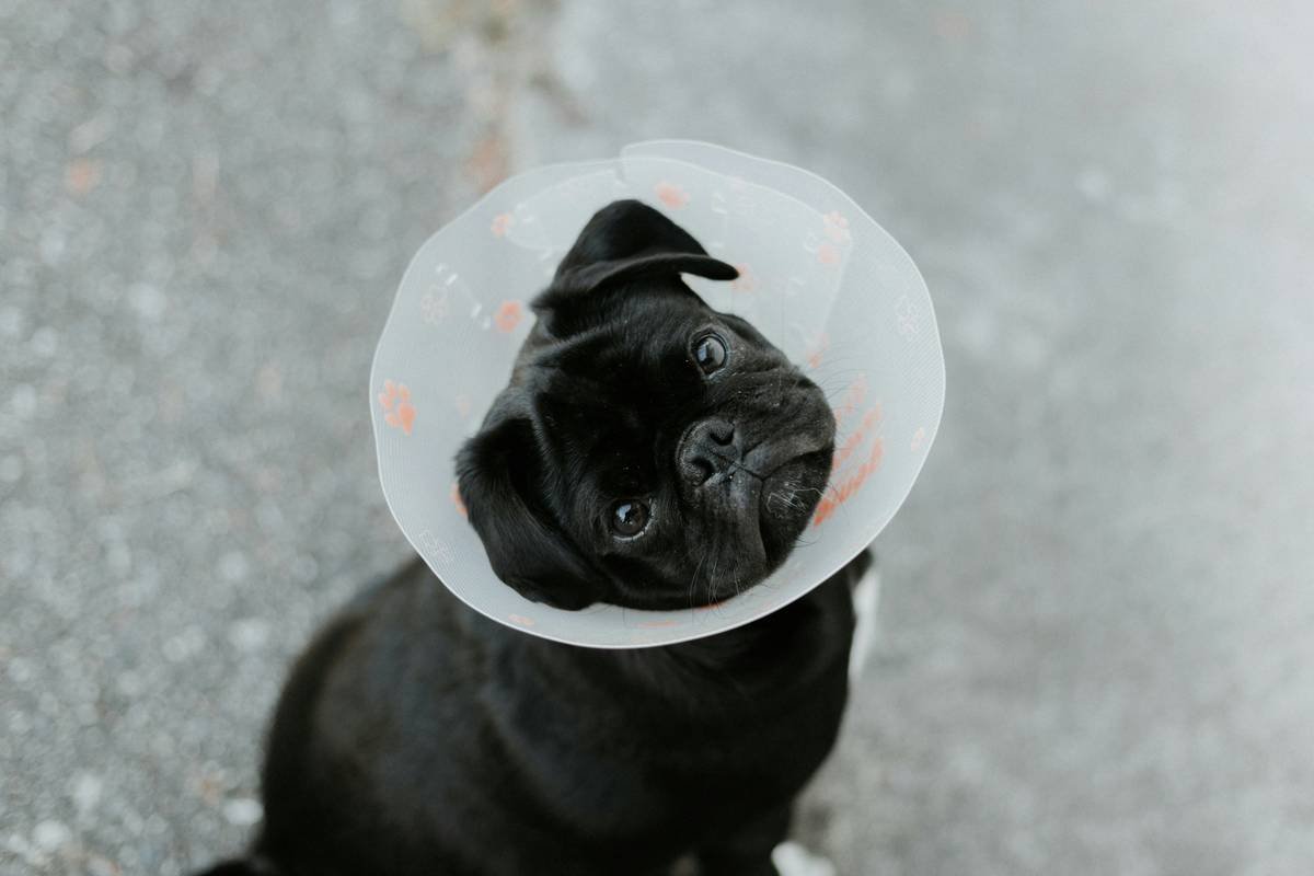 What Is Pet Rescue Storm Cost Insurance—and Why Your Furry Friend Might Need It Yesterday