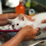 What Is Pet Storm Rescue Cost Reimbursement—and Can Your Insurance Actually Cover It?