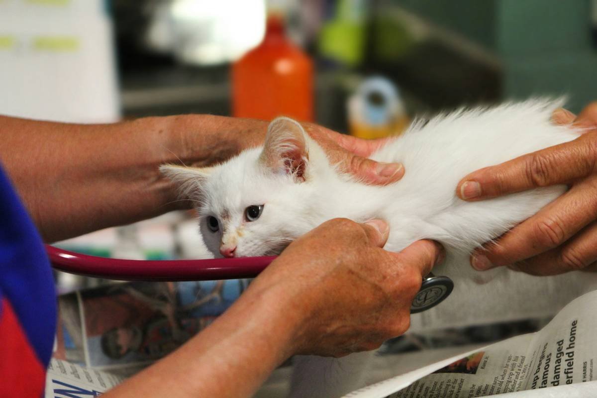 What Is Pet Storm Rescue Cost Reimbursement—and Can Your Insurance Actually Cover It?