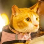 What Is Pet Storm Rescue Emergency Insurance—and Why Your Furry Family Member Might Need It ASAP