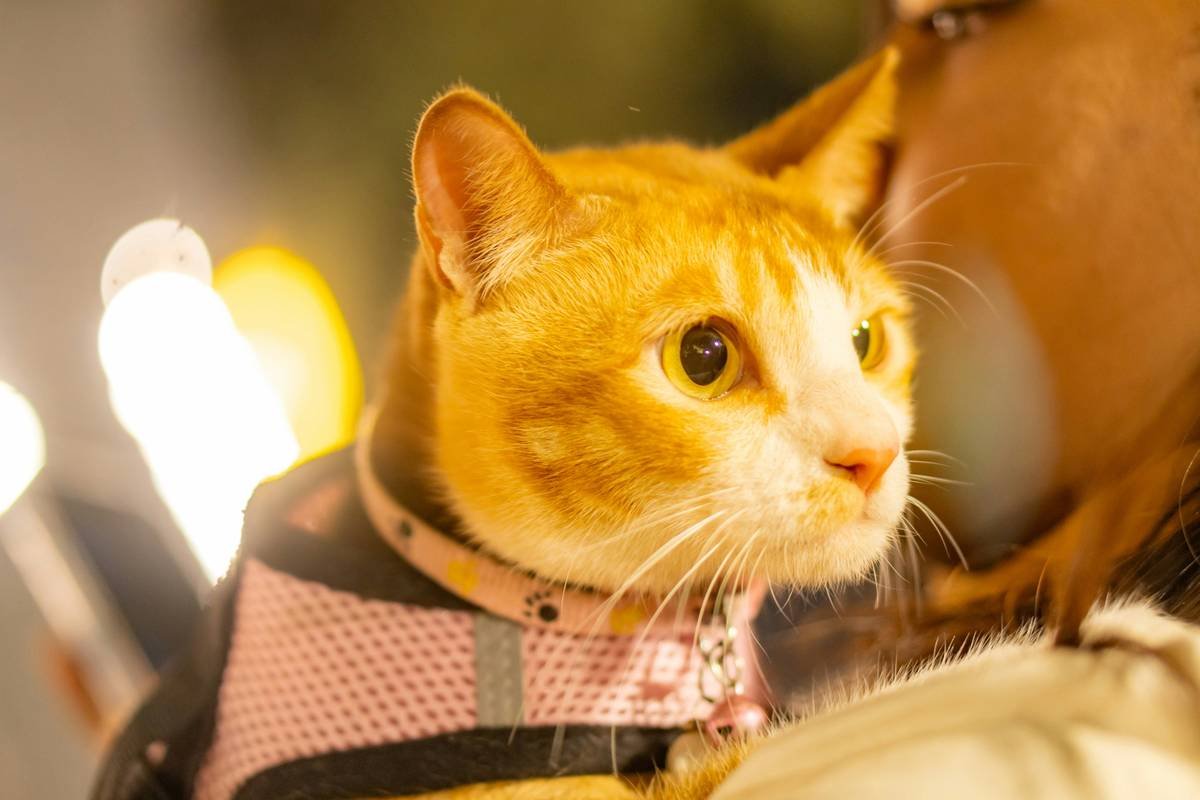 What Is Pet Storm Rescue Emergency Insurance—and Why Your Furry Family Member Might Need It ASAP
