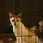 What Is Pet Storm Rescue Fees Insurance—and Why Your Furry Friend Might Need It