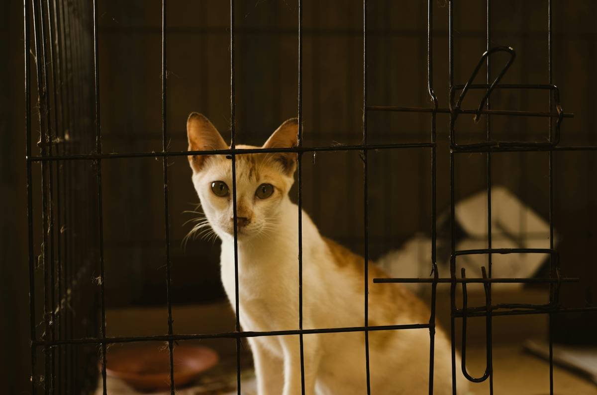 What Is Pet Storm Rescue Fees Insurance—and Why Your Furry Friend Might Need It