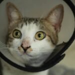 What Is Storm Pet Rescue Cost Coverage Insurance—and Why Your Furry Family Member Might Desperately Need It