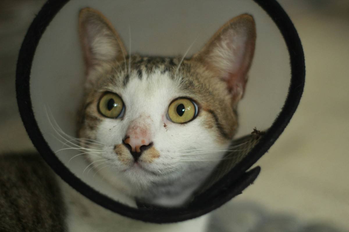What Is Storm Pet Rescue Cost Coverage Insurance—and Why Your Furry Family Member Might Desperately Need It