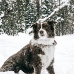 What Is Storm Rescue Reimbursement Insurance Pet Coverage—And Do You Really Need It?