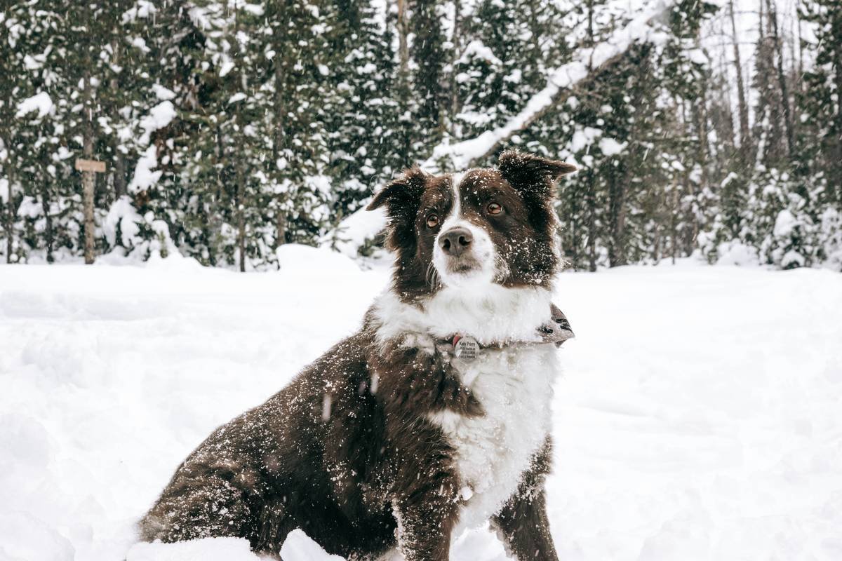 What Is Storm Rescue Reimbursement Insurance Pet Coverage—And Do You Really Need It?