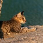 Why Your Pet Needs Flood Insurance Pet Protection—And How to Get It Right