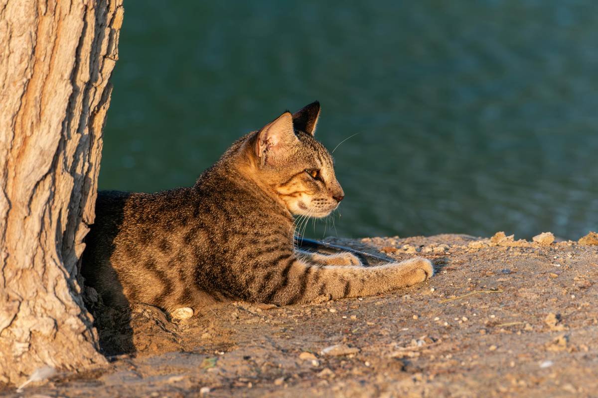 Why Your Pet Needs Flood Insurance Pet Protection—And How to Get It Right