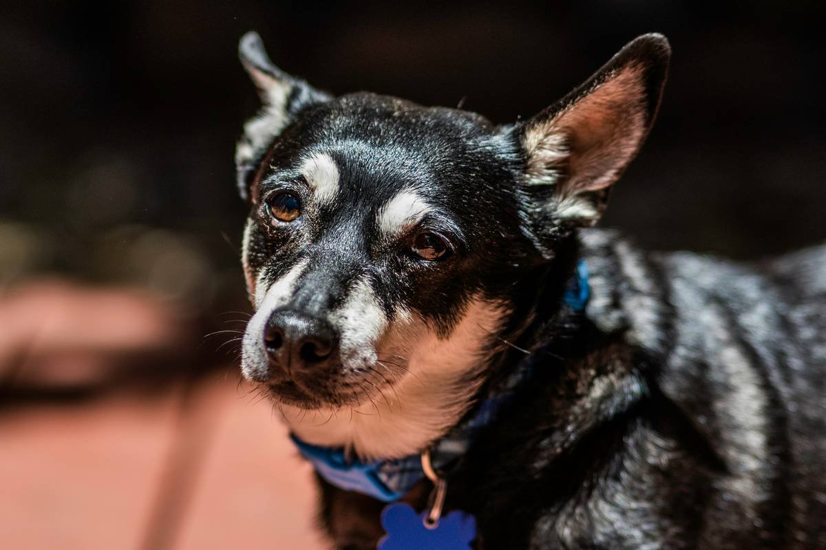 a black and white dog with a blue collar