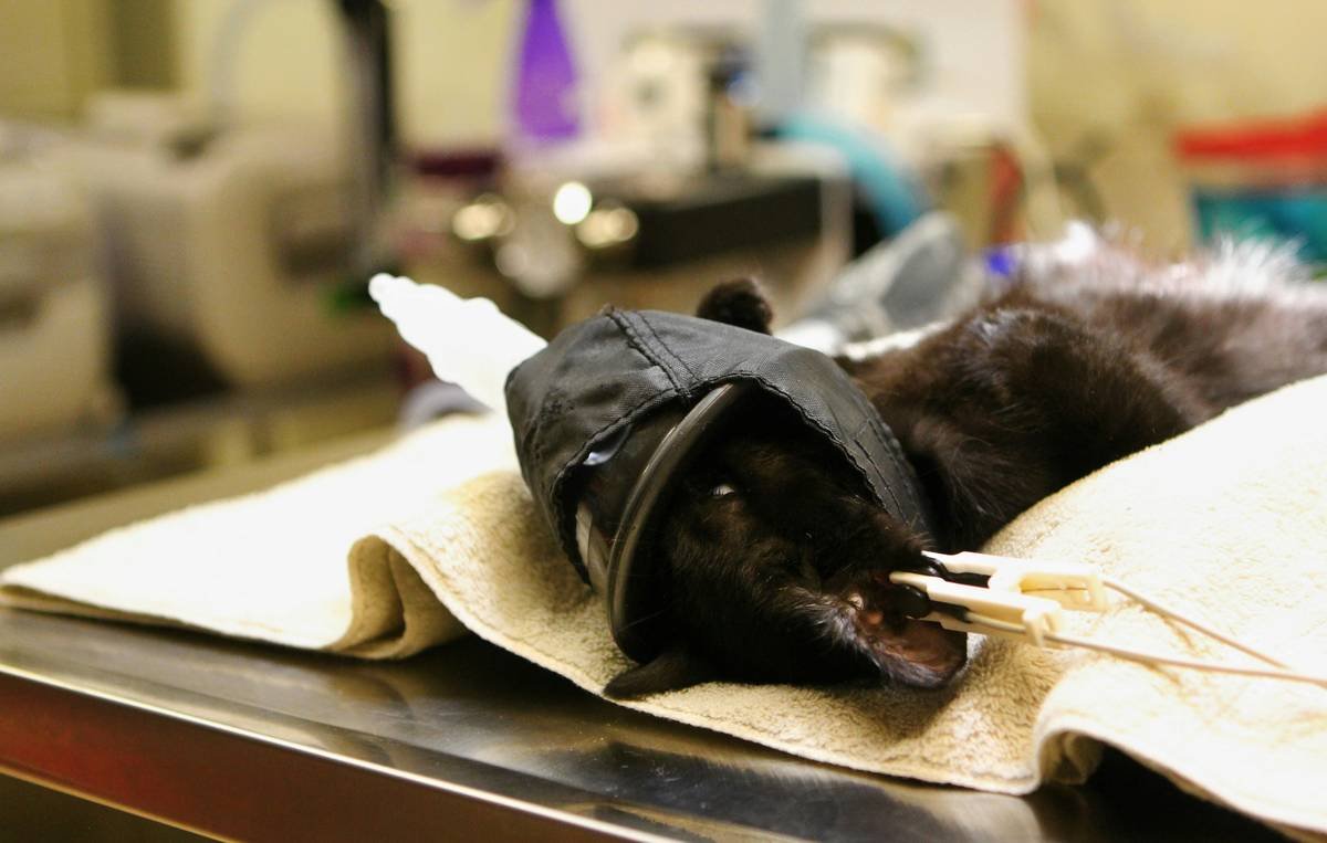 A cat is prepared for spay or neuter surgery at a veterinarian clinic in Pocatello.