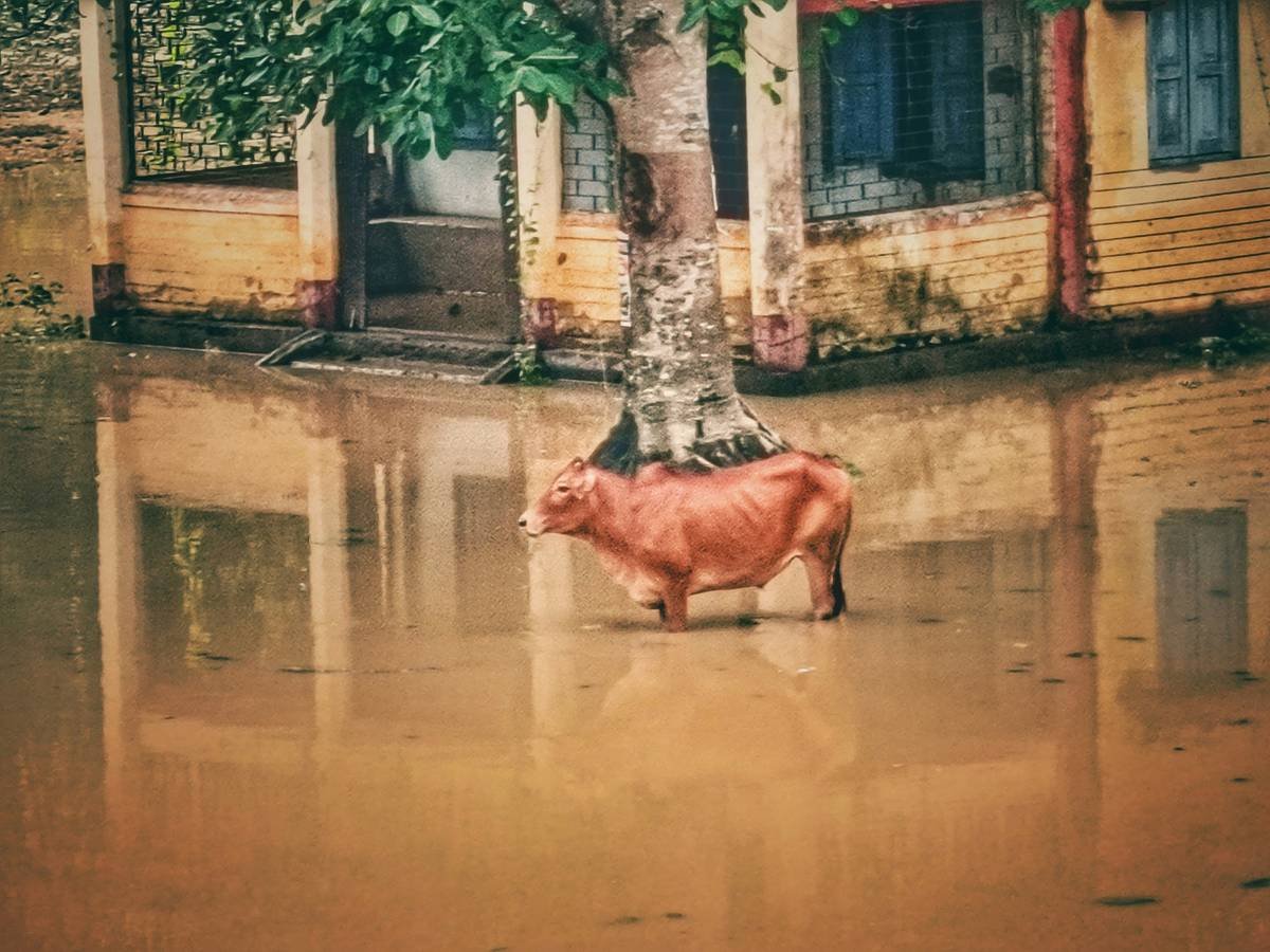 A cow standing in a flooded street next to a tree