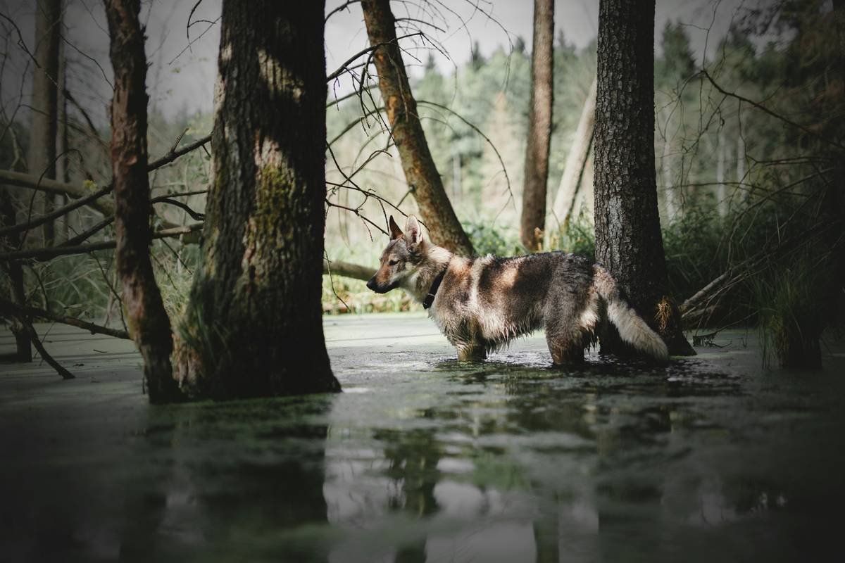 a dog standing in water
