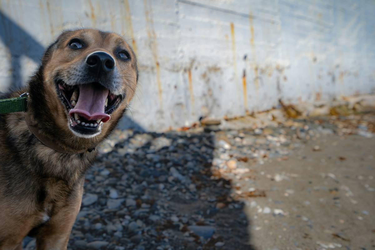 a dog with its mouth open standing in front of a wall