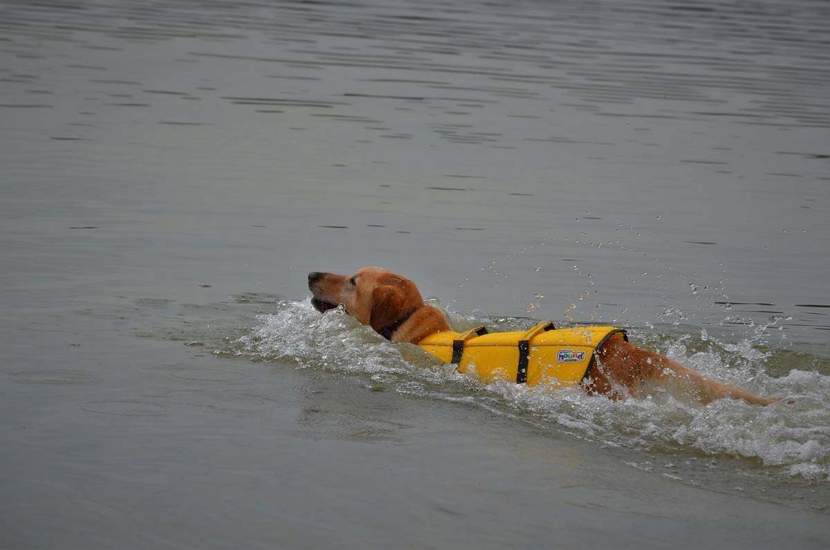 American Yellow Lab in retriever training