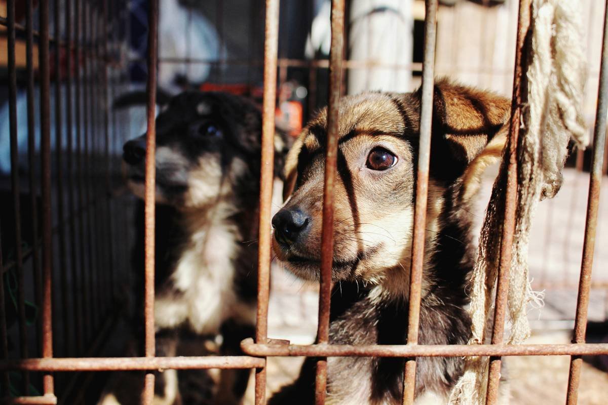 animal protection