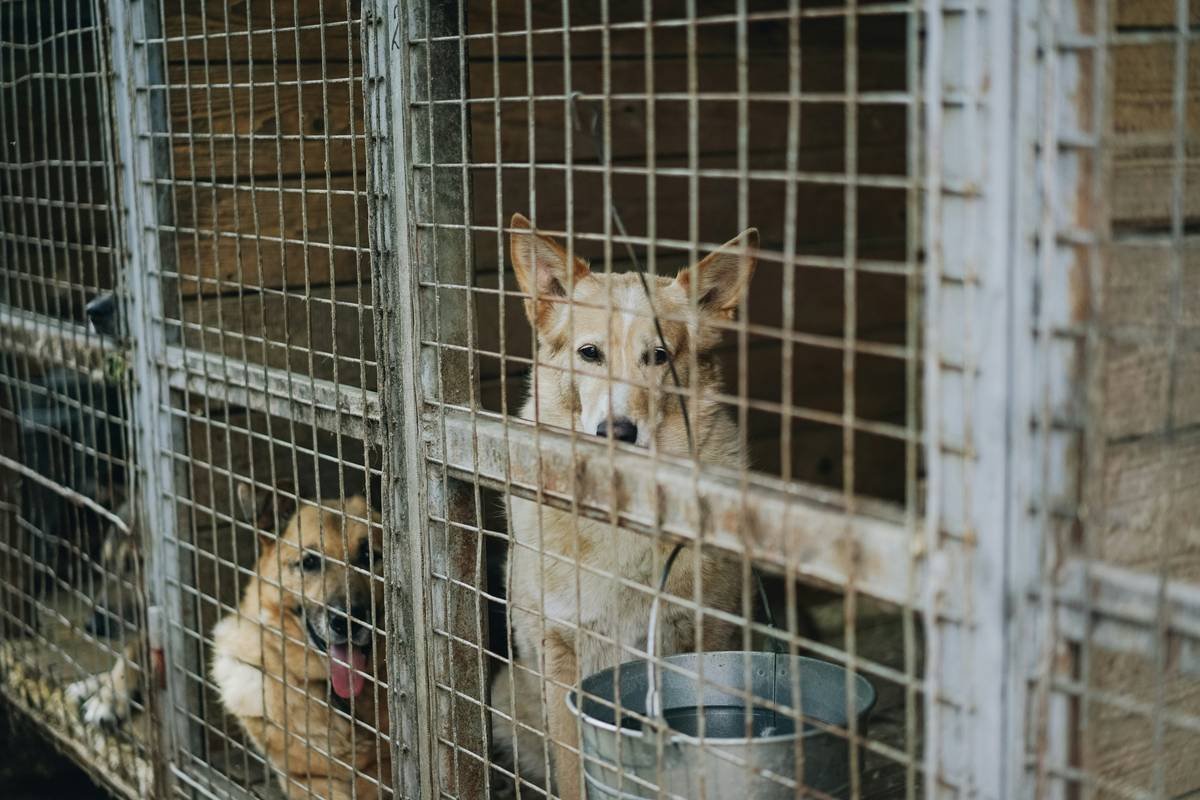 Bar chart showing 64% of storm-displaced pet owners face rescue costs vs. only 12% with coverage