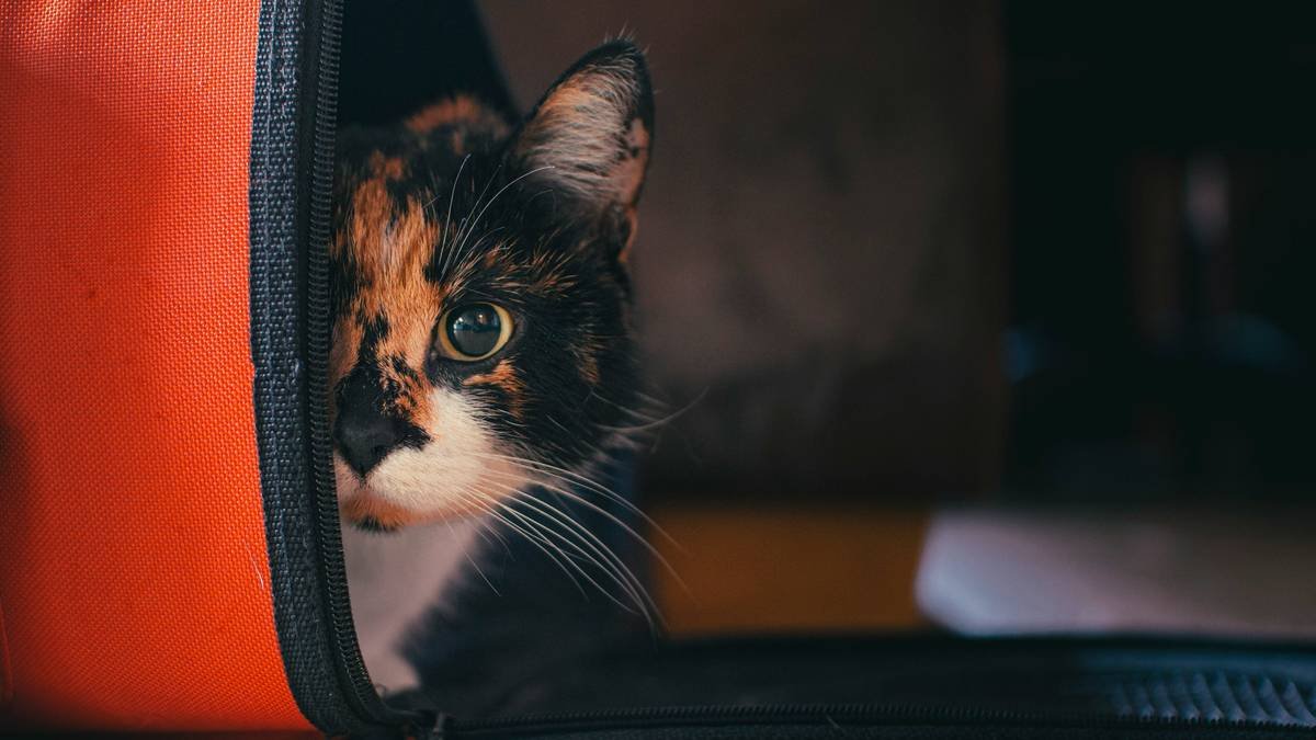 Bar chart showing 78% of pet owners unaware their insurance excludes storm evacuation lodging; only 12% have add-on coverage